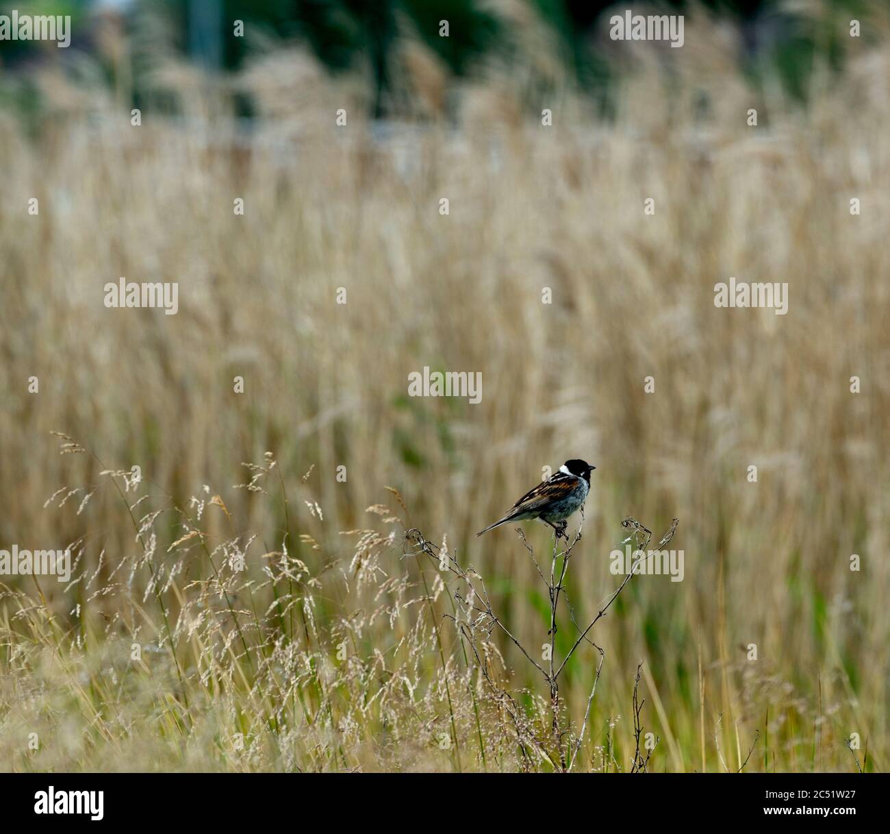 Ein Schilfbunting ( Emberiza schoeniclus) im Schutzgebiet von St. Mary`s Lands (Lammas Field), Warwick, UK Stockfoto